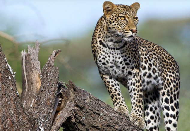 Africa Wildlife Safari: Some Astounding Facts You Must Know